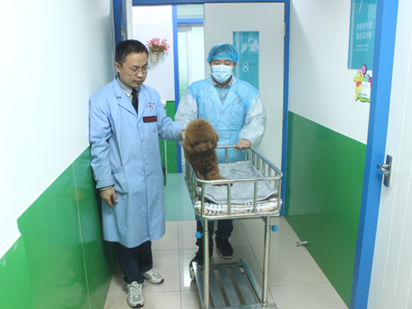 泰迪被车撞，产6仔母子俱亡，主人伤心将车主及保险公司诉至法院