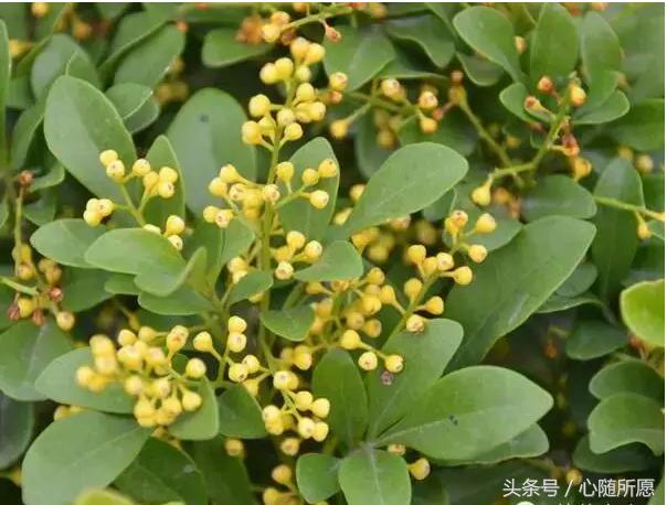 维生素e外用可以淡化胎记吗,美容维生素e