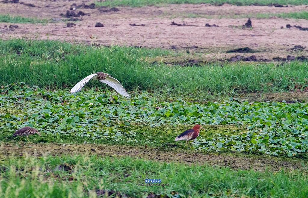 东北五仙刺猬报恩,刺猬仙报恩故事大全