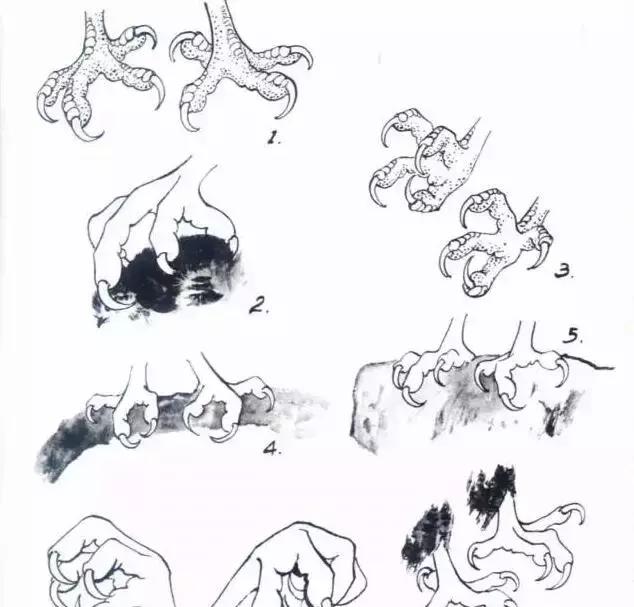 国画写实鹰怎么画,国画画鹰的技法
