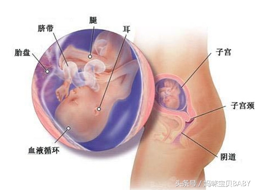 孕十八周胎儿应该有多大,孕十八周有胎动怀唐氏儿几率大吗