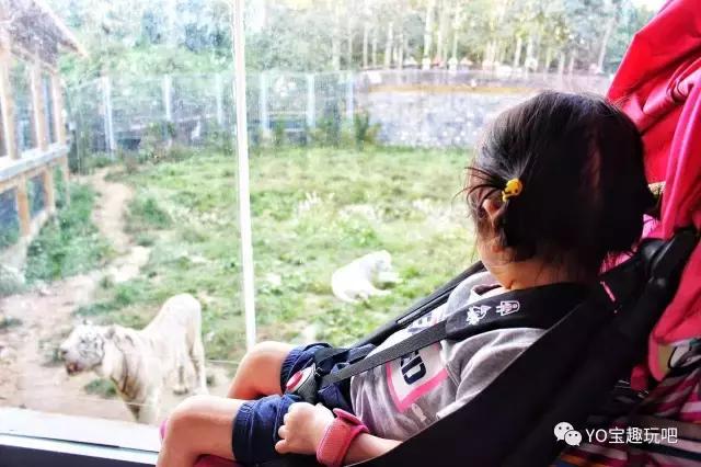 济南野生动物世界一日游自驾,济南野生动物世界一日游攻略