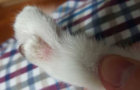 武汉联合宠物医院汉口好吗,我感染了猫癣会传染给老公吗