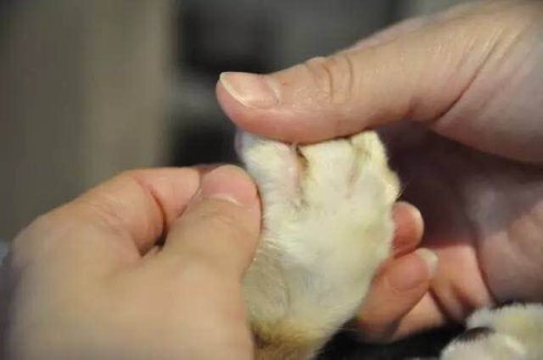 武汉联合宠物医院汉口好吗,我感染了猫癣会传染给老公吗