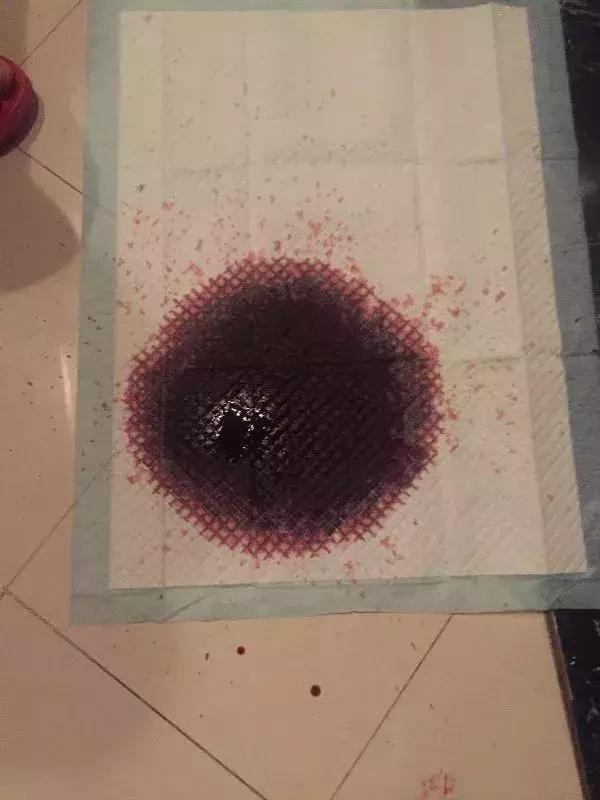 泰迪的生命为啥如此脆弱,泰迪的寿命是人类的多少年