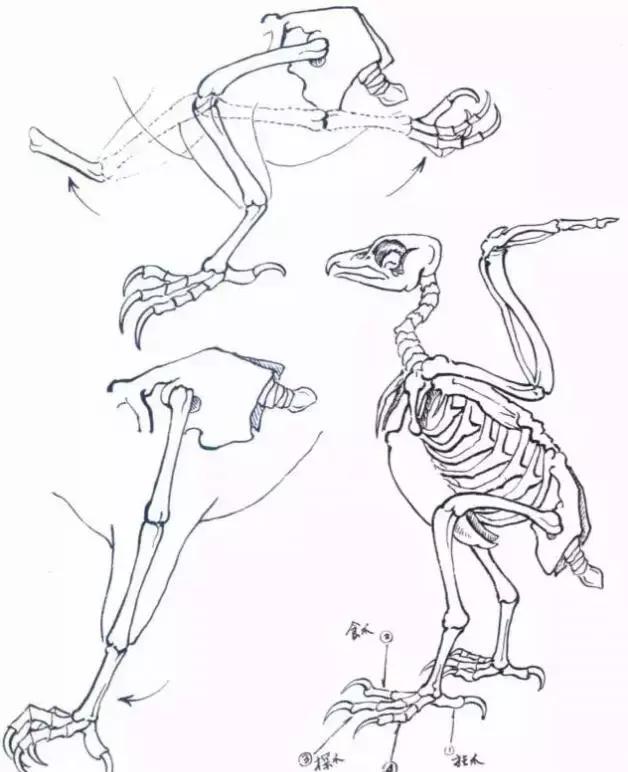 国画写实鹰怎么画,国画画鹰的技法