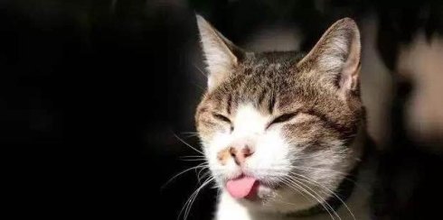 武汉联合宠物医院汉口好吗,我感染了猫癣会传染给老公吗