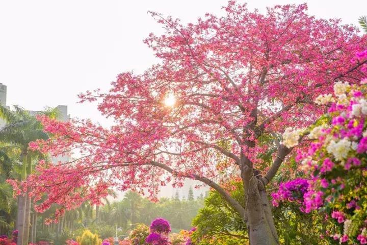 深圳龙岗周边游玩景点推荐,深圳及周边亲子游好去处