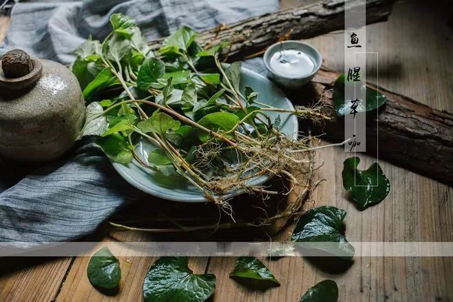 【健康课堂】—鱼腥草，清热消炎防辐射，提高免疫力，治疗宫颈炎