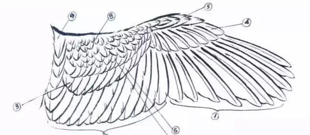 国画写实鹰怎么画,国画画鹰的技法