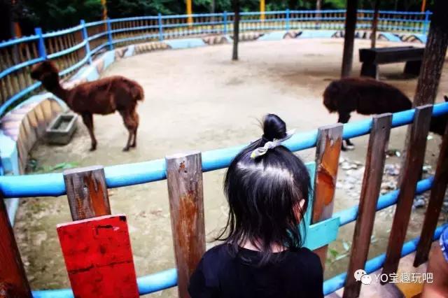 济南野生动物世界一日游自驾,济南野生动物世界一日游攻略