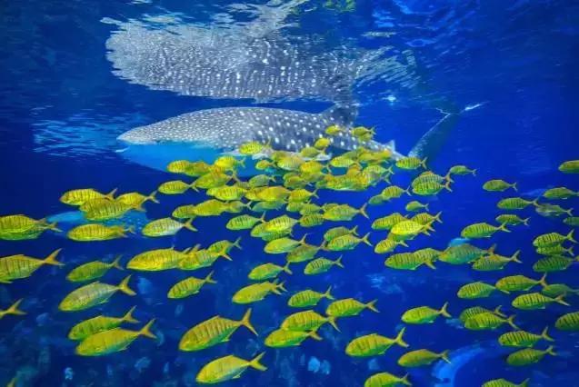 深圳龙岗周边游玩景点推荐,深圳及周边亲子游好去处