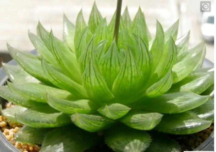 樱水晶多肉怎么养才能爆盆,春夏秋冬多肉怎么浇水