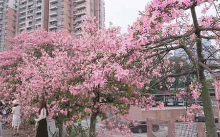 华软科技的趋势,华软科技有多厉害