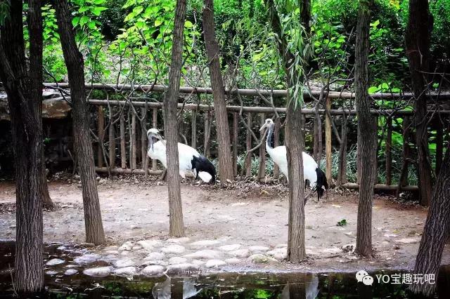 济南野生动物世界一日游自驾,济南野生动物世界一日游攻略