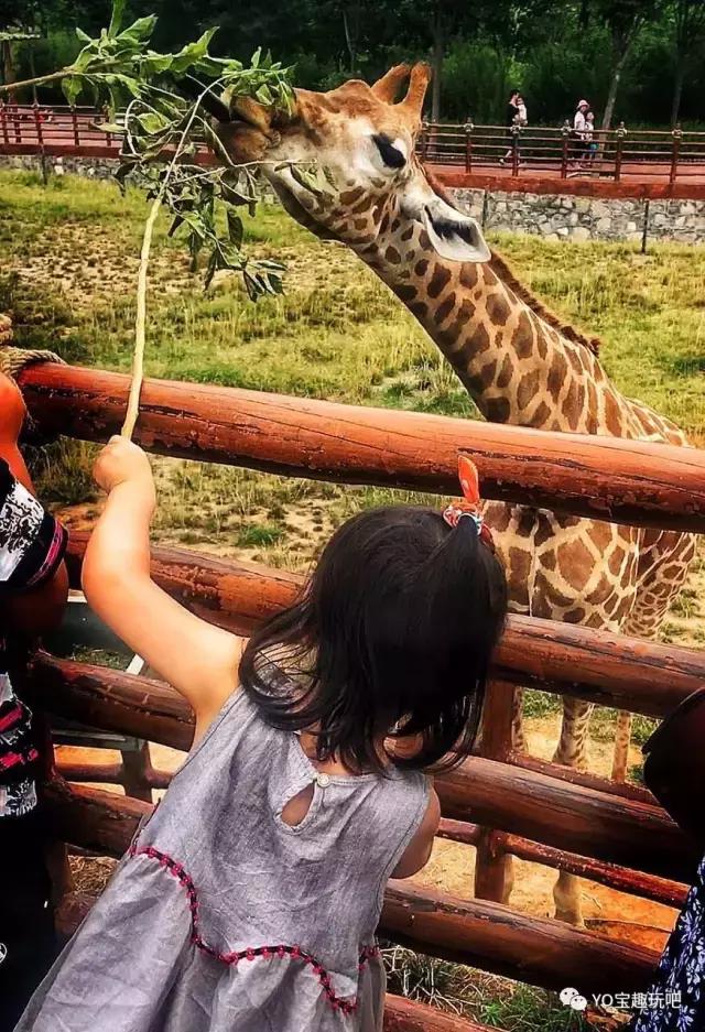 济南野生动物世界一日游自驾,济南野生动物世界一日游攻略