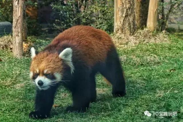 济南野生动物世界一日游自驾,济南野生动物世界一日游攻略