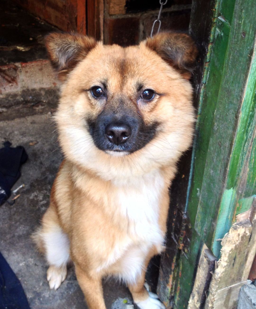 中国25种“土狗”濒临灭绝，中华田园犬何去何从？