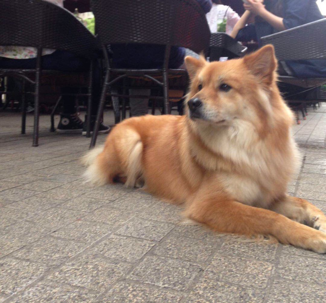 中国25种“土狗”濒临灭绝，中华田园犬何去何从？