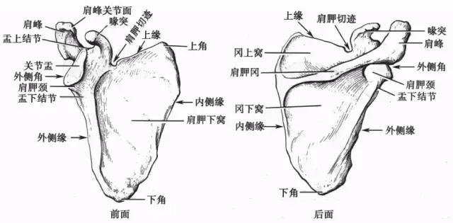 打羽毛球肩膀疼痛有弹响,羽毛球发力肩膀疼痛
