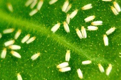 花卉上有虫害怎么办小妙招,家庭盆栽花卉如何防护虫害