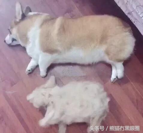 不掉毛的宠物犬,哪种宠物犬不掉毛无体臭
