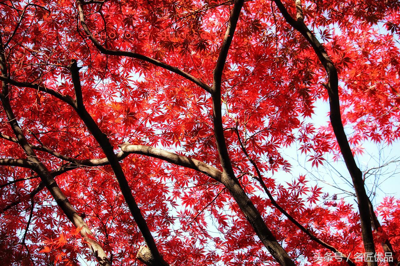 原创：福运快来鸭！日本平林寺外景，手工制作，萌萌哒Q!
