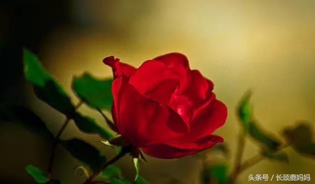 不同国家父母看孩子日记,看各国家长如何教育孩子