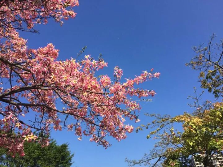 华软科技的趋势,华软科技有多厉害