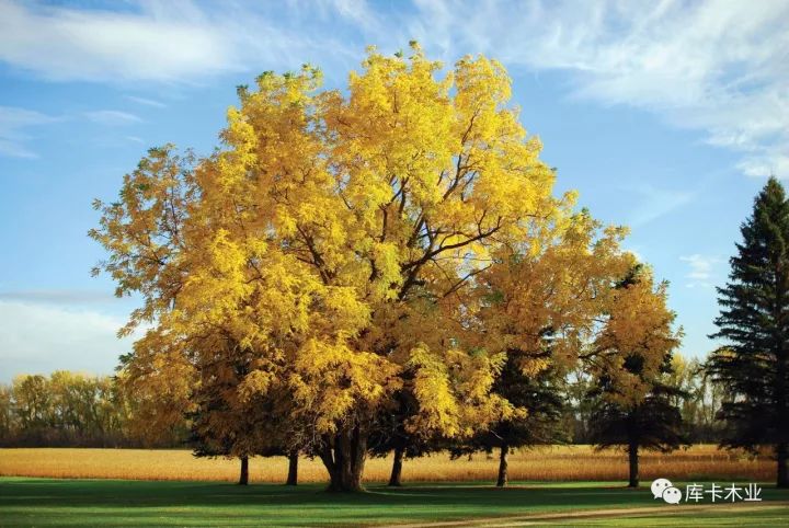 黑胡桃温润如玉,黑胡桃质感温润细腻