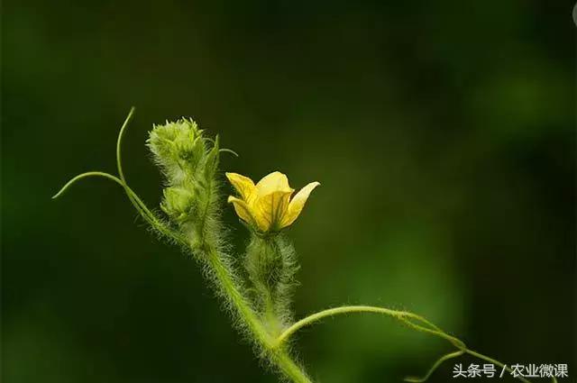控制西瓜苗疯长,西瓜疯长怎么办视频