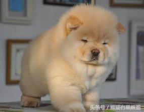 不掉毛的宠物犬,哪种宠物犬不掉毛无体臭