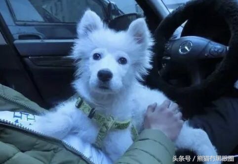 不掉毛的宠物犬,哪种宠物犬不掉毛无体臭