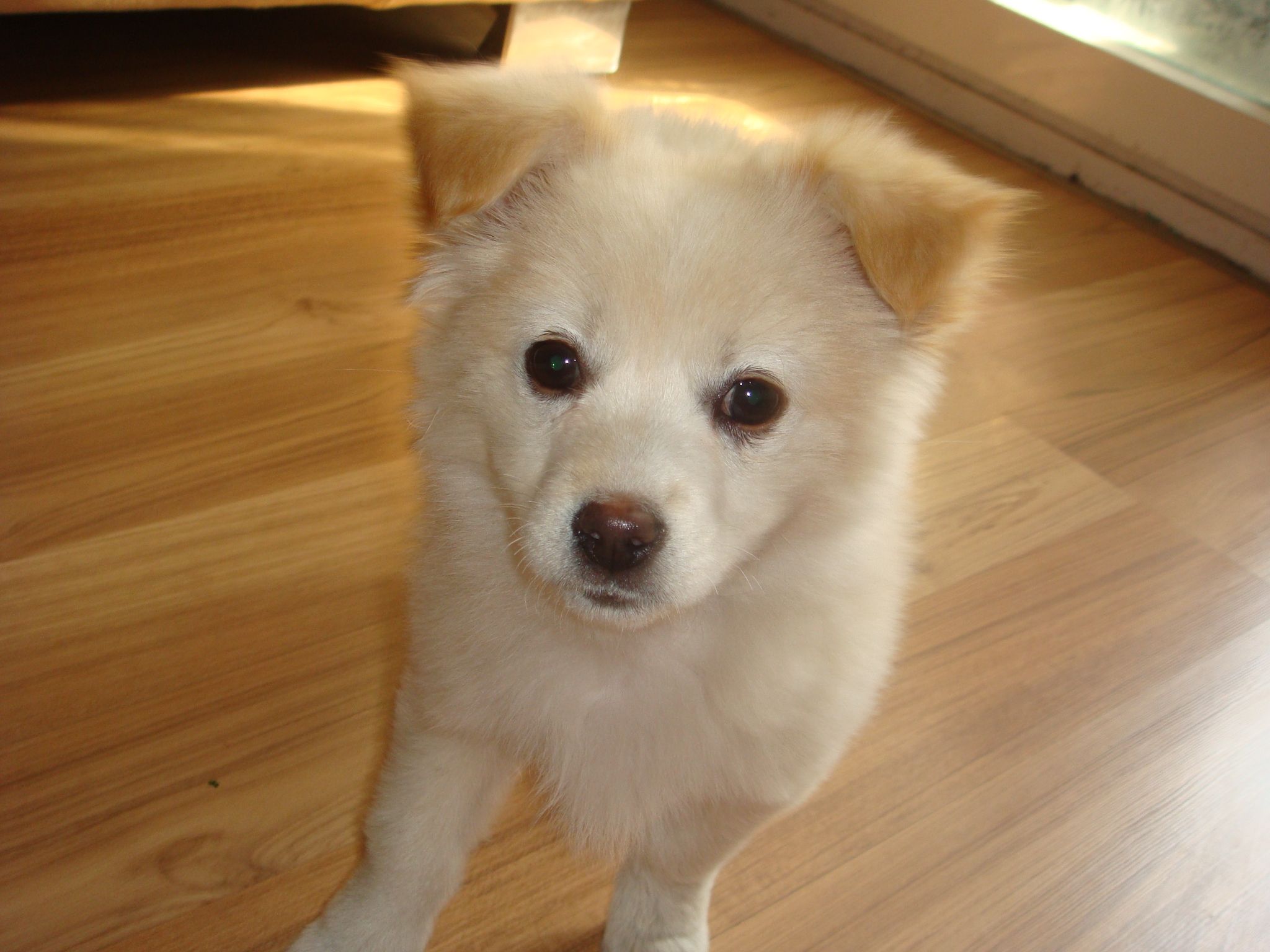 狗狗怀孕初期有什么症状和表现,狗狗孕期注意事项与接生流程