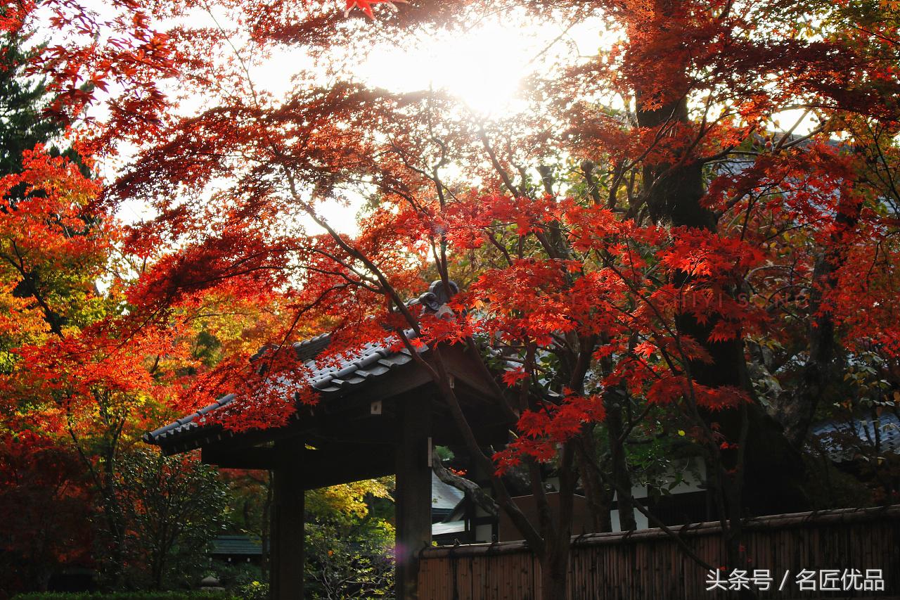 原创：福运快来鸭！日本平林寺外景，手工制作，萌萌哒Q!