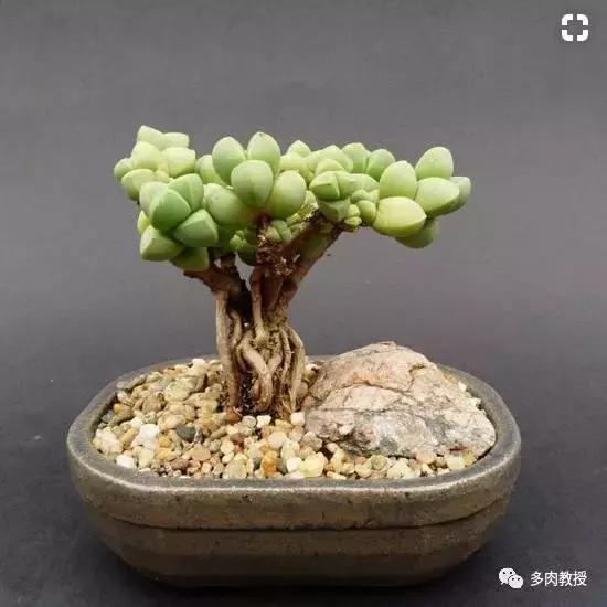 多肉老桩配古盆！美的惊艳了时光！