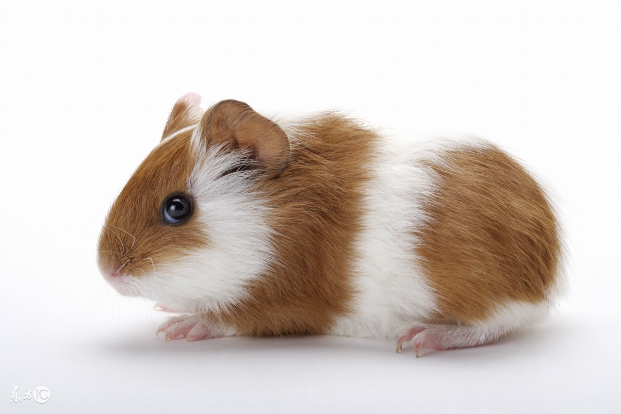 仓鼠心情不好,仓鼠精神有问题怎么判断