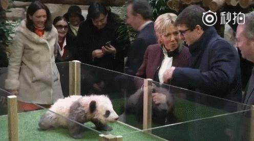 大熊猫龙凤胎宝宝名字,给宝宝取有关大熊猫的名字