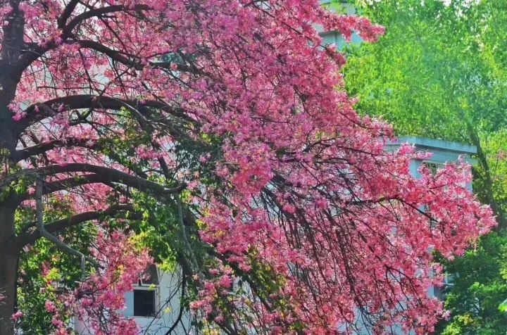 华软科技的趋势,华软科技有多厉害