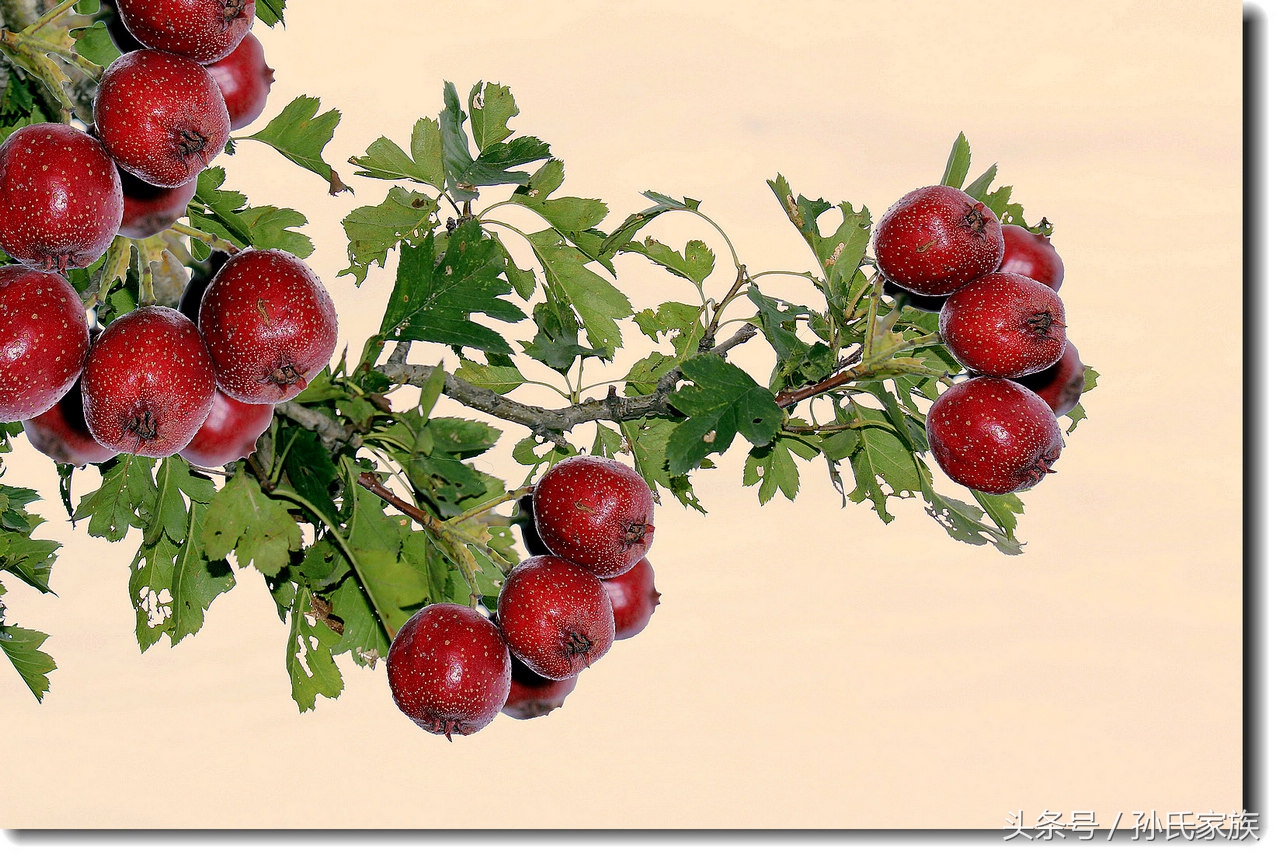 山楂水果怎么吃,山楂是高糖水果吗