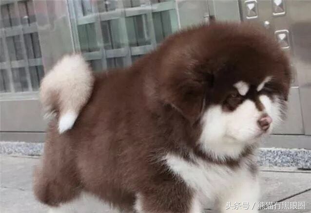 不掉毛的宠物犬,哪种宠物犬不掉毛无体臭