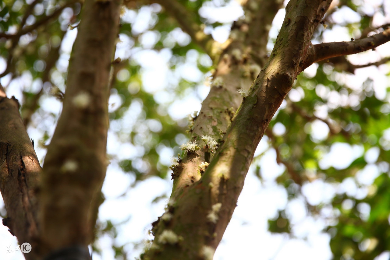 金木水火土你属什么,金木水火土你是哪种命