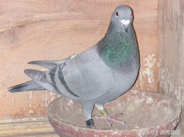 鸽子出壳后种鸽管理,鸽子归巢的调理