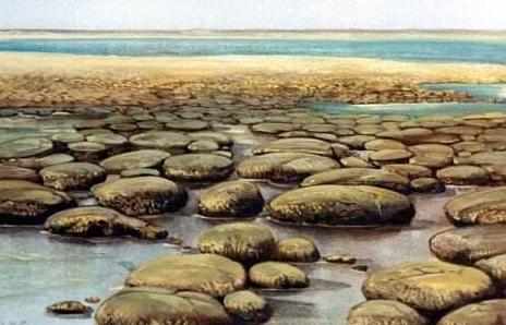 寒武纪有哪些奇怪的生物,寒武纪生物大爆发最主要特征