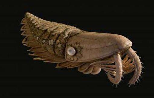 寒武纪有哪些奇怪的生物,寒武纪生物大爆发最主要特征