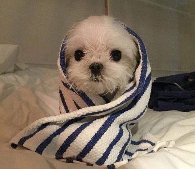 墨尔本市中心余文乐,墨尔本王棠云余文乐