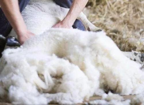 澳洲绵羊油是什么,澳洲绵羊油真的有用吗