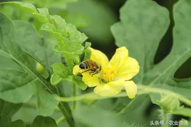 控制西瓜苗疯长,西瓜疯长怎么办视频