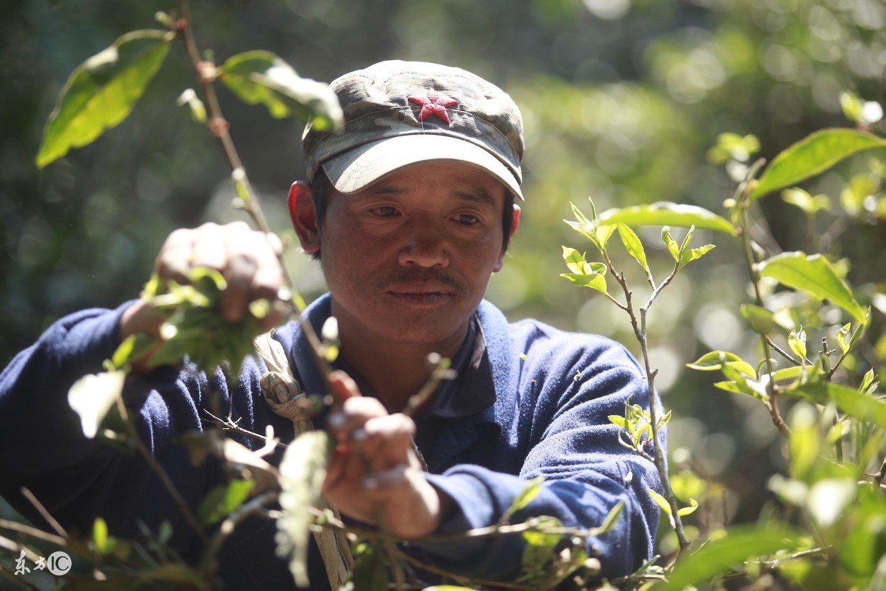 普洱茶的采摘过程图片,普洱茶采摘点和方法