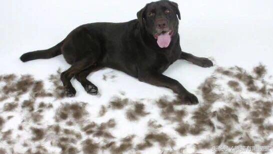 不掉毛的宠物犬,哪种宠物犬不掉毛无体臭